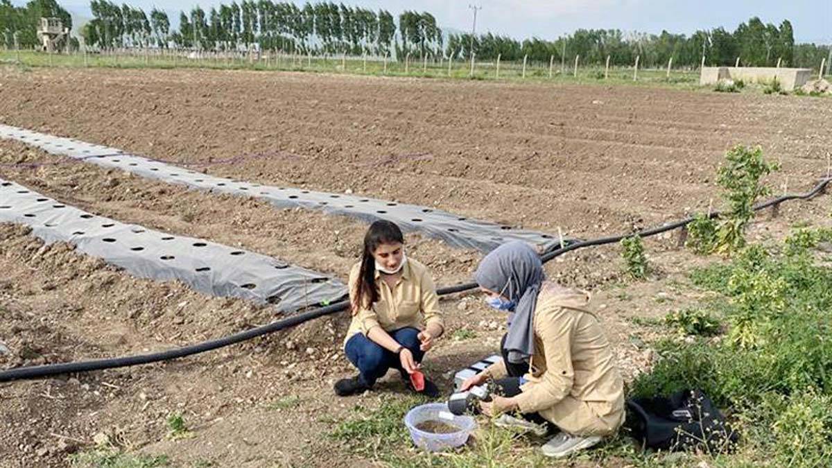 240 ton çilek hasadı bekleniyor
