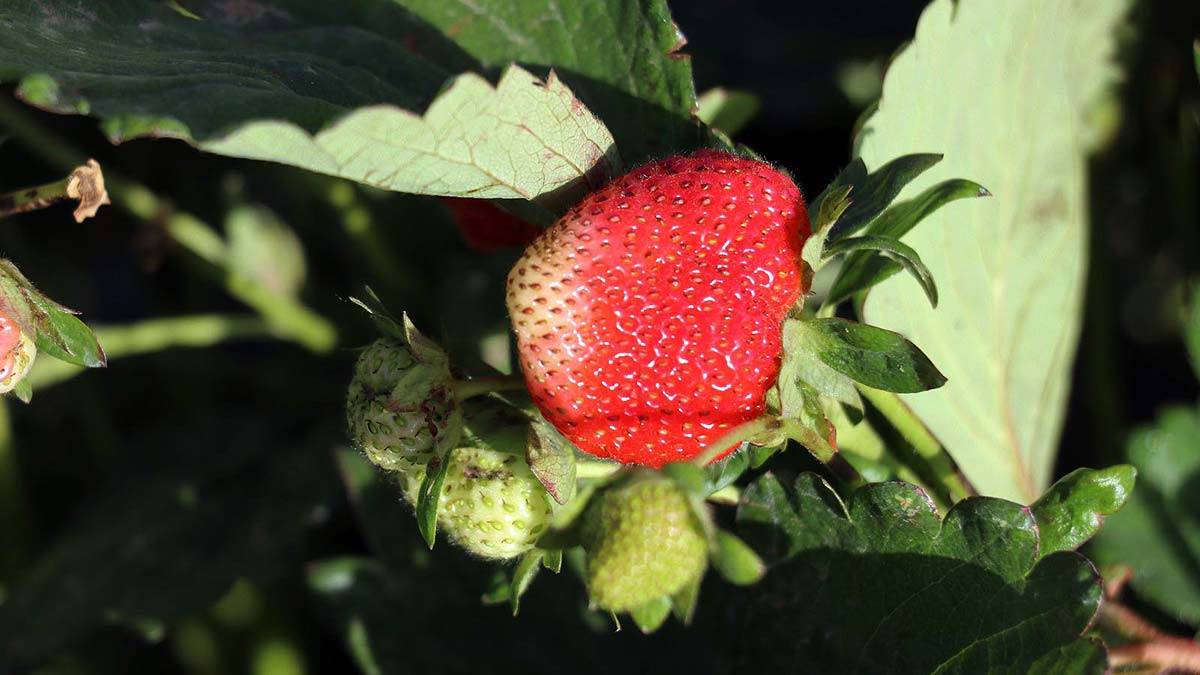 240 ton çilek hasadı bekleniyor