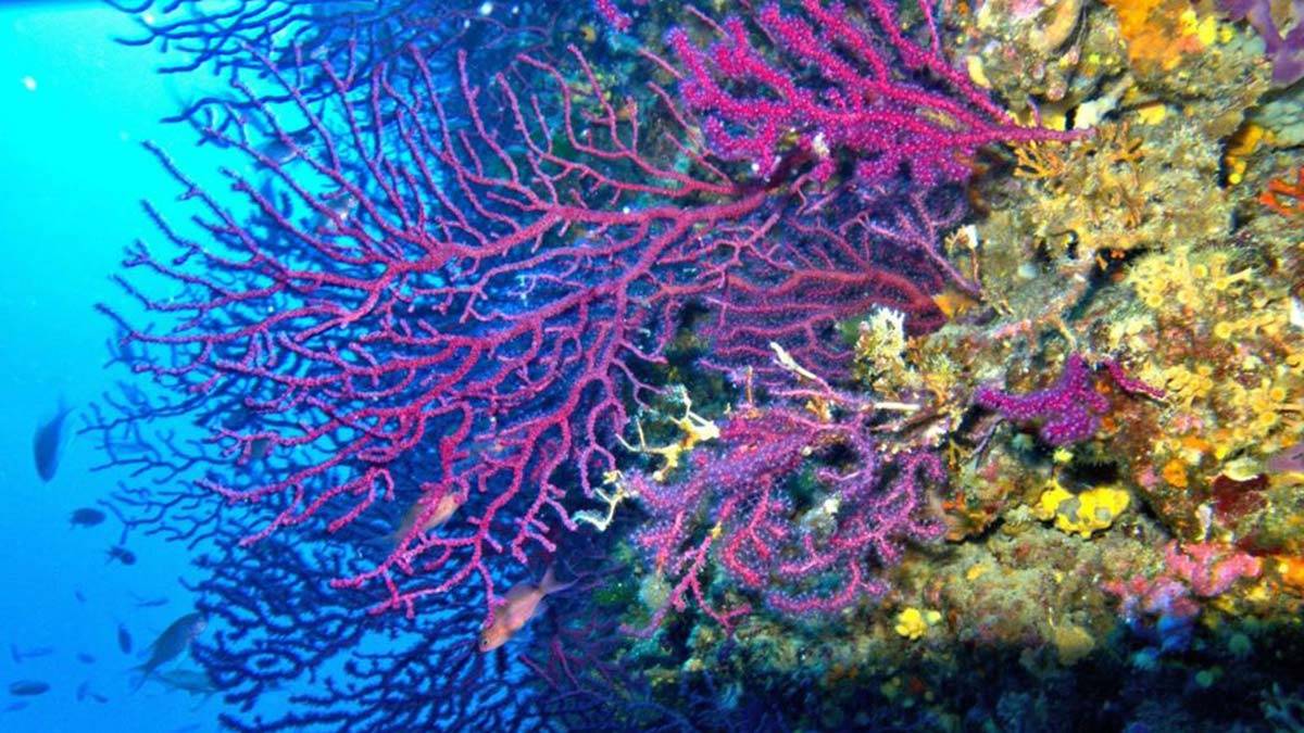 Dünya doğayı koruma vakfı'nın (wwf) yeni raporuna göre akdeniz en hızlı ısınan ve en tuzlu deniz haline geldi.