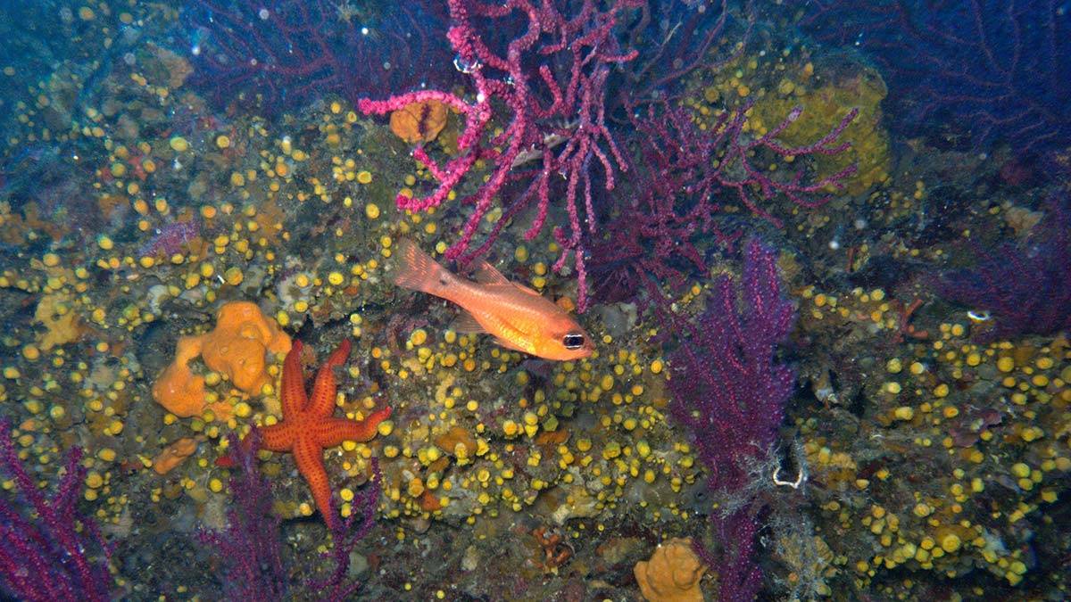 Akdeniz en hızlı ısınan ve en tuzlu deniz haline geldi