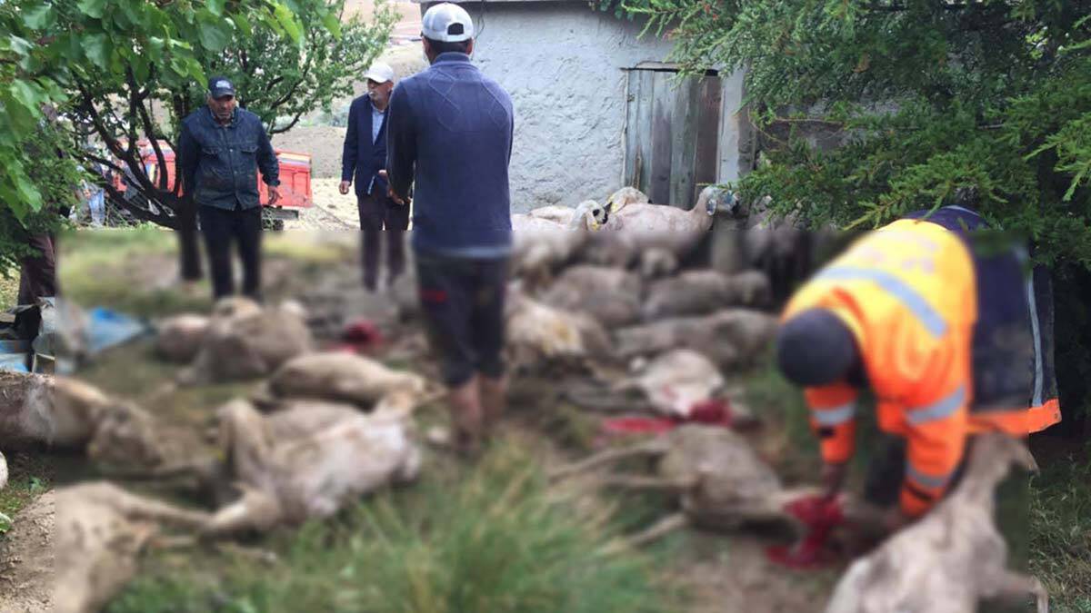 Ankara'da sele kapılan 64 koyun telef oldu