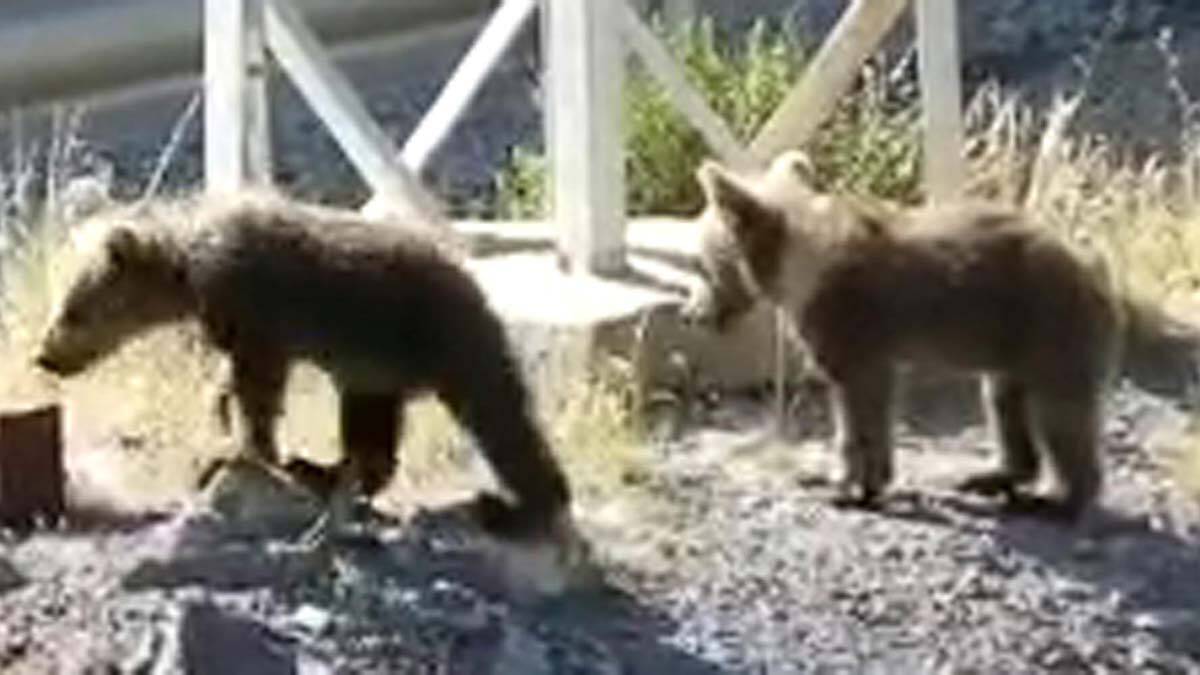 2 ayı yavrusu yaşam mücadelesi veriyor