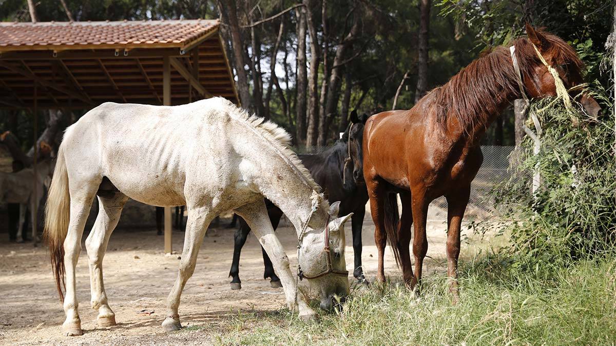 Antalya'da sahiplendirilen 40 attan 2'si öldü