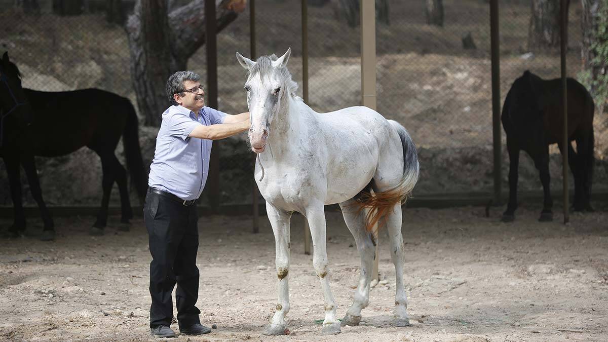 Antalya'da sahiplendirilen 40 attan 2'si öldü