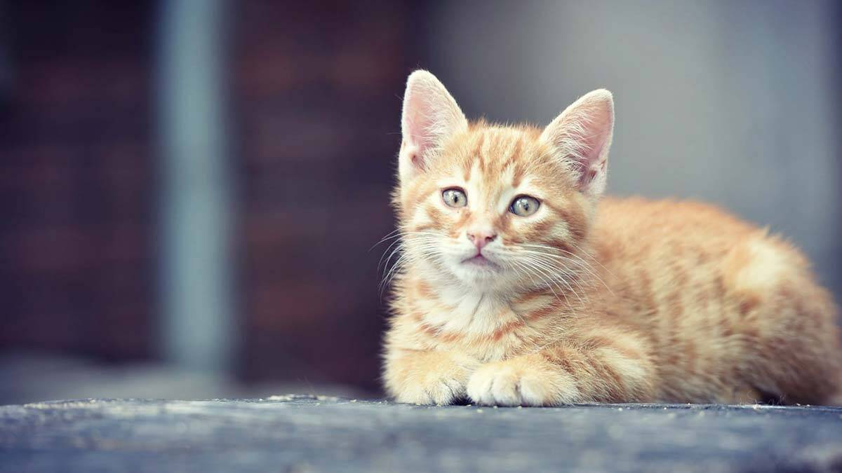 Bakan Gül'den Hayvan Hakları Yasası paylaşımı