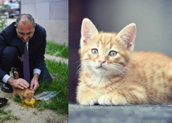 Bakan Gül'den Hayvan Hakları Yasası paylaşımı