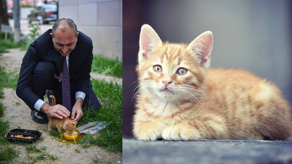 Bakan Gül'den Hayvan Hakları Yasası paylaşımı