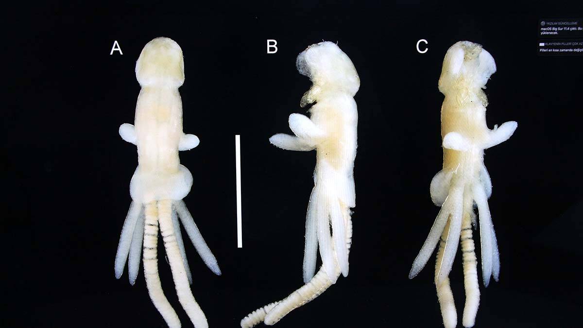 Balık kenesi parazit taşıyıcısı çıktı; levrek üretimi tehlikede