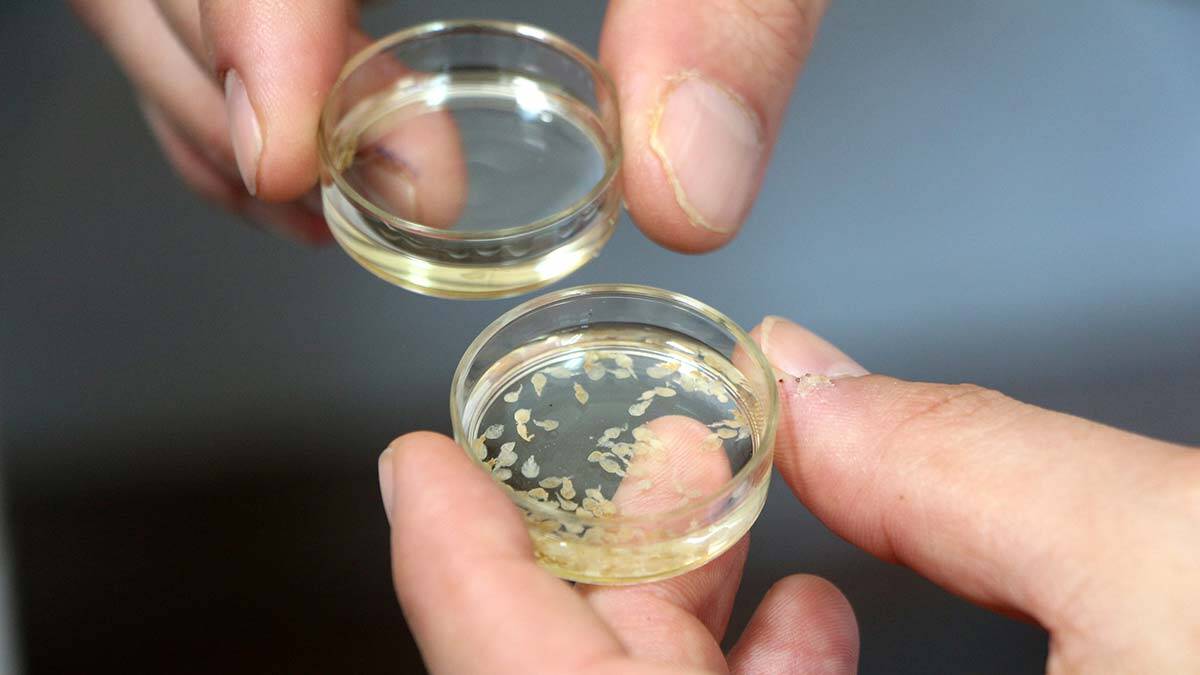 Balık kenesi parazit taşıyıcısı çıktı; levrek üretimi tehlikede