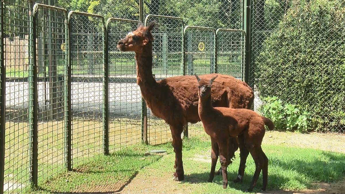 Dünya standartlarında modern bahçe olarak 206 bin 600 metrekarelik alan üzerine kurulan ve hayvan barınaklarının yanı sıra 11 gölet, 2 bin ağaç, 50 bin çalı ve 150 bin yer örtüsü bitkisi ile hayvanlar için doğal yaşam alanı, ziyaretçilere de nefes alabilecekleri ortam sunan Bursa Büyükşehir Belediyesi Hayvanat Bahçesi'nde yeni türler de ağırlanıyor.