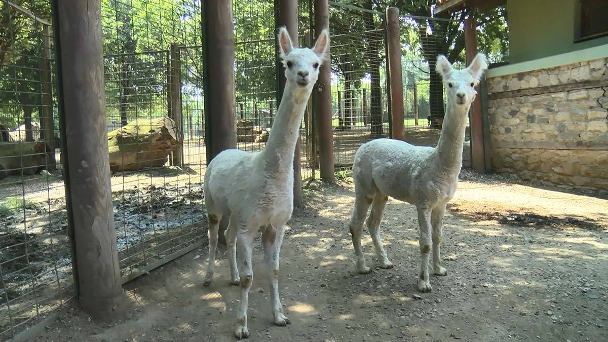 Hayvanat Bahçesi'nin yeni üyeleri alpakalar