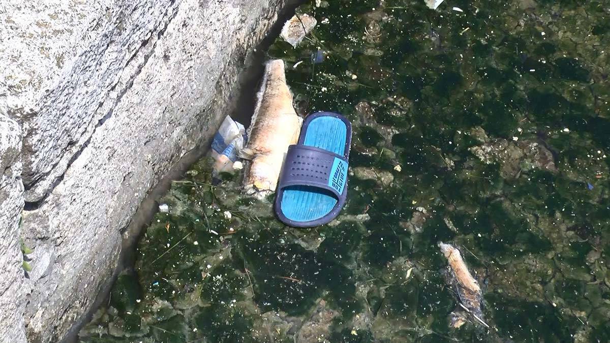 Büyükçekmece Gölü'nde balık ölümlerine inceleme