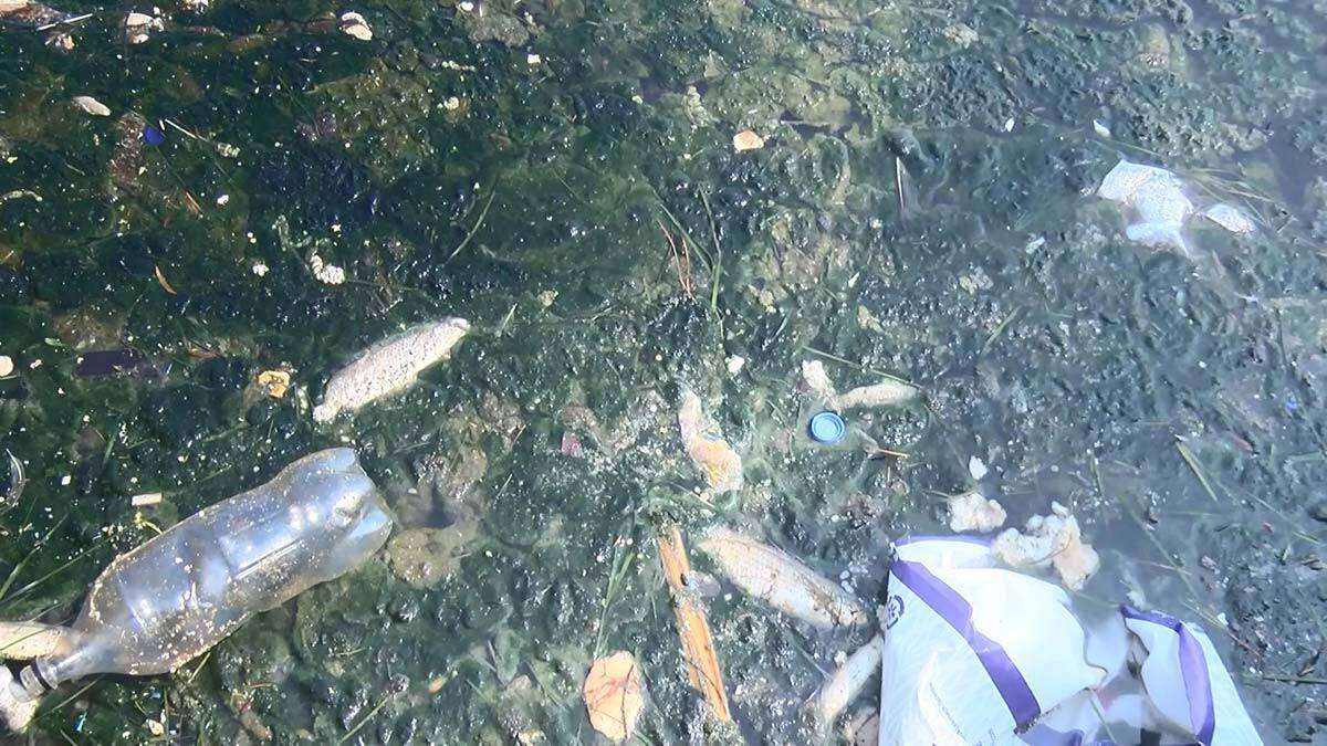 Büyükçekmece gölü'nde balık ölümlerine inceleme