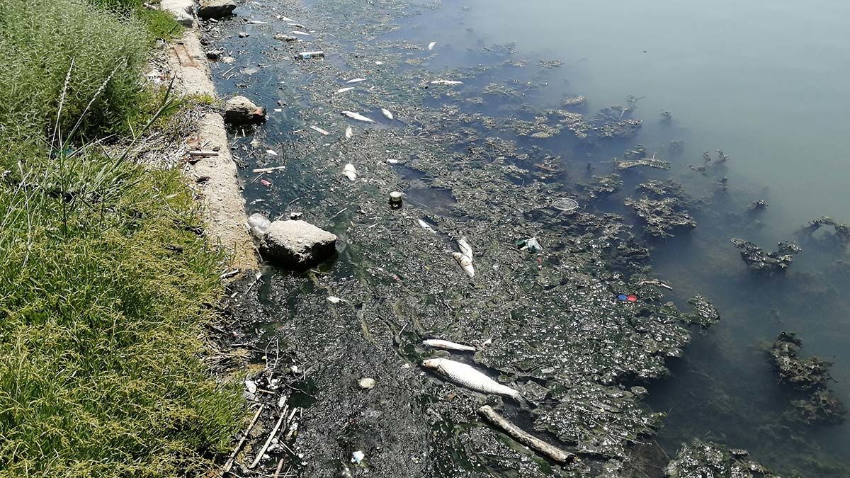 Büyükçekmece Gölü'nün rengi değişti