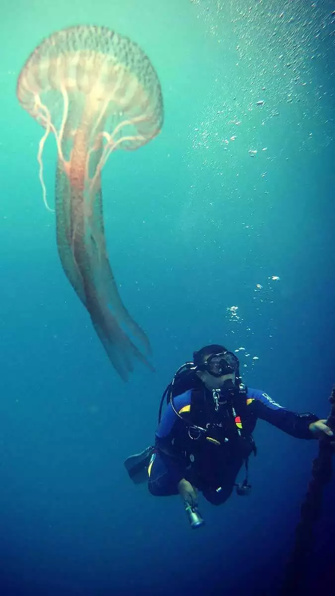 Carettalar antalya körfezi'ni denizanası istilasından koruyor