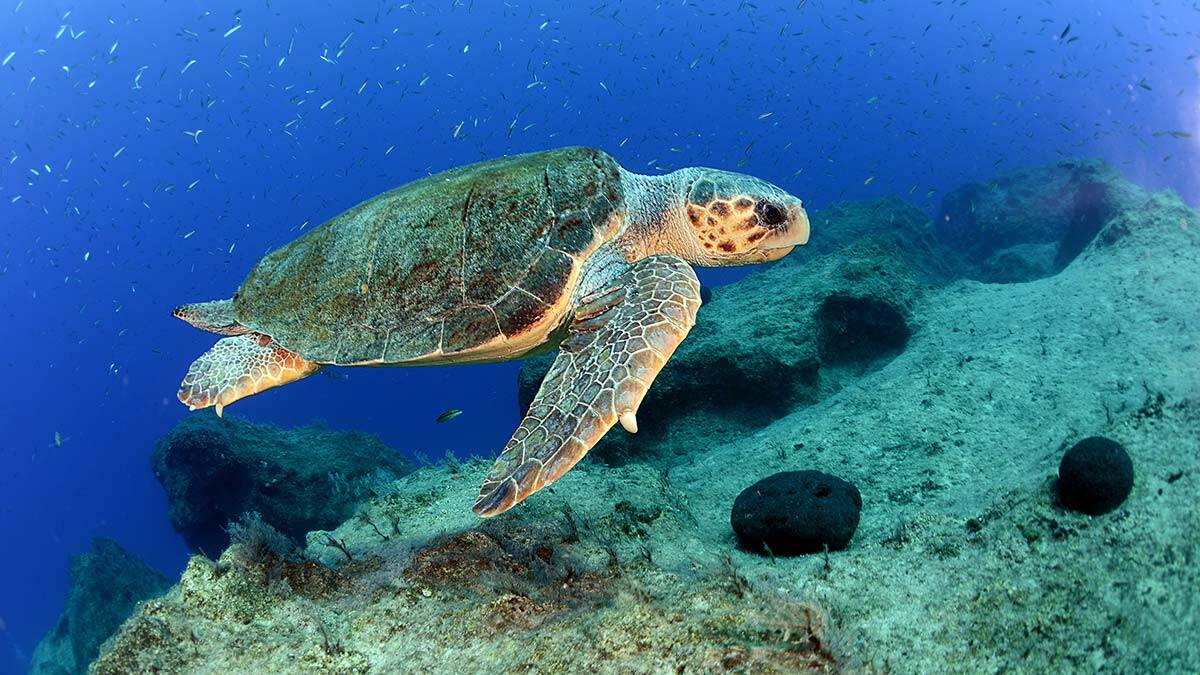 Carettalar Antalya Körfezi'ni denizanası istilasından koruyor