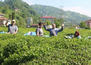 Çay göçü ile 40 bin kişi geldi