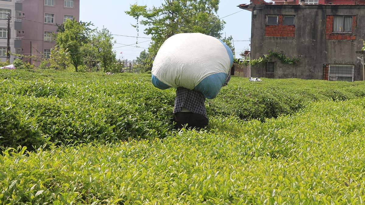 Çay göçü ile 40 bin kişi geldi