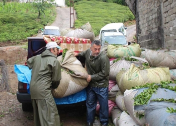 Çay hasadında otomobiller, kamyona dönüşüyor