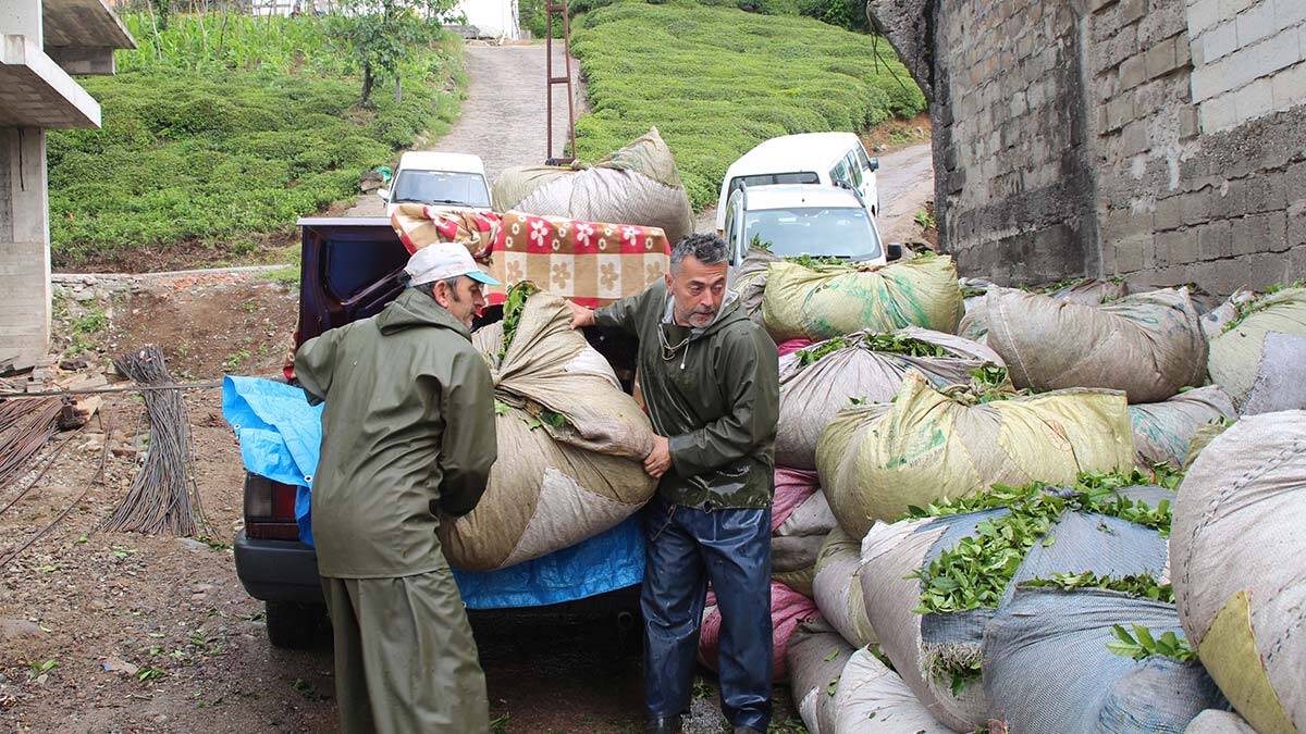 Çay hasadında otomobiller, kamyona dönüşüyor