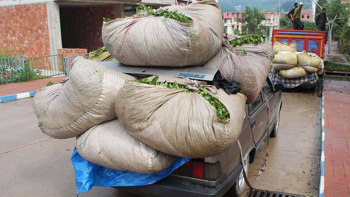 Çay hasadında otomobiller, kamyona dönüşüyor