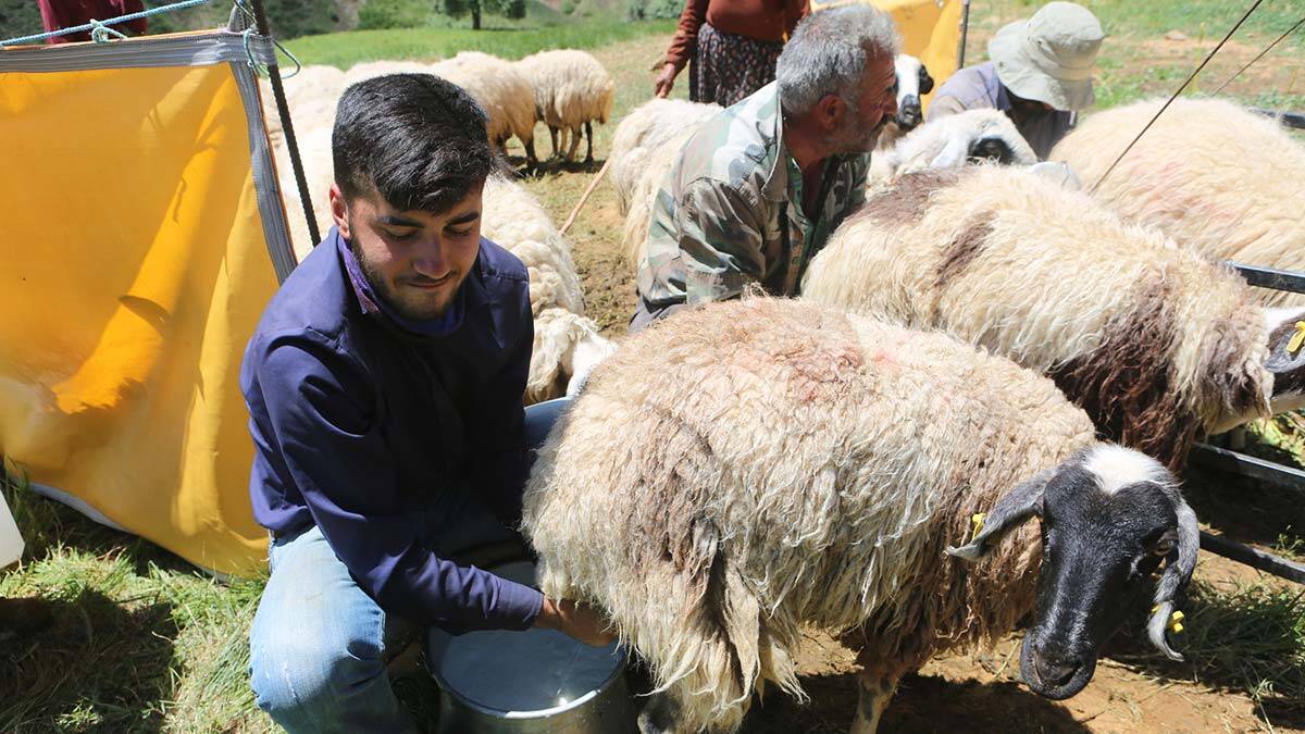 Çobanlık yaparken Robert Lisesi'ni kazandı