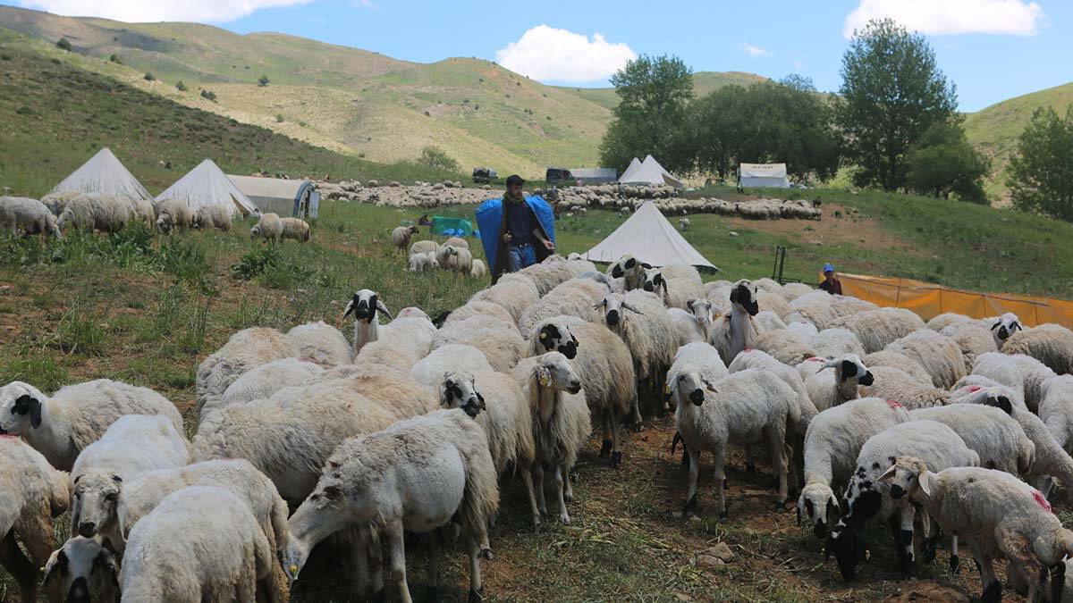 Çobanlık yaparken Robert Lisesi'ni kazandı