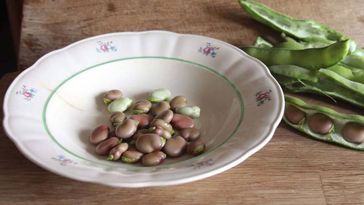 Bakla lif folik asit ve potasyum deposudur