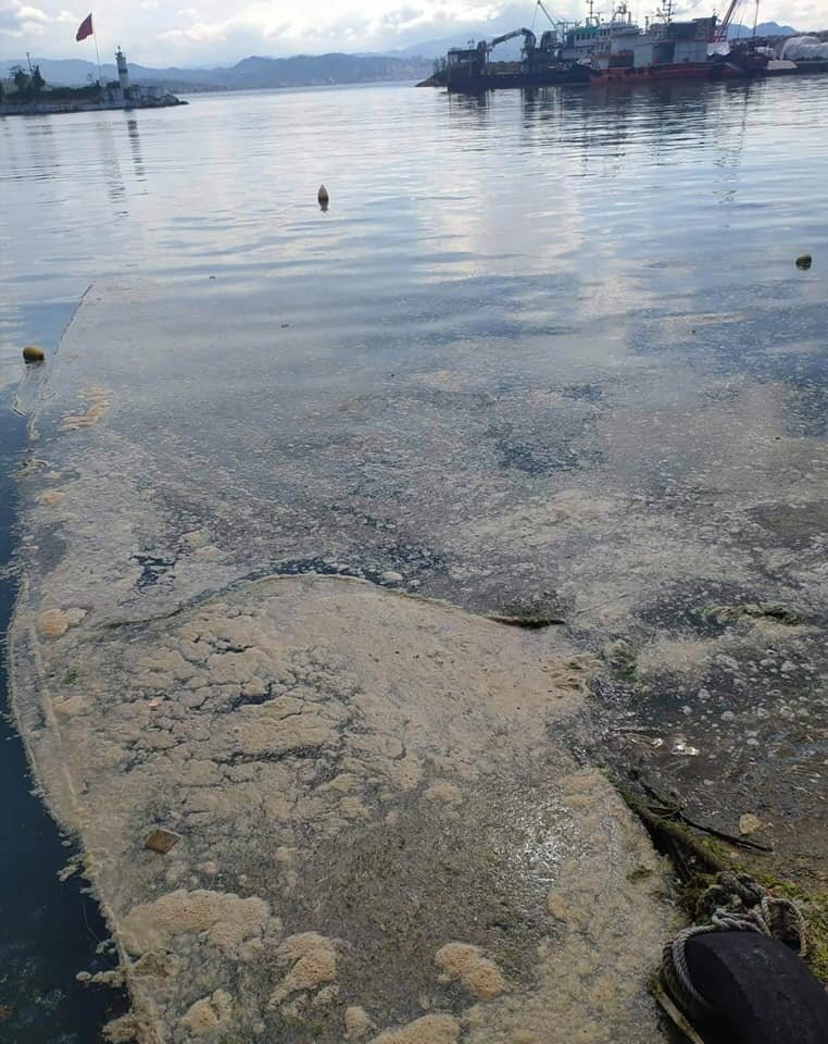 Deniz salyası Karadeniz'de