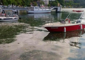 Deniz salyası Karadeniz'de