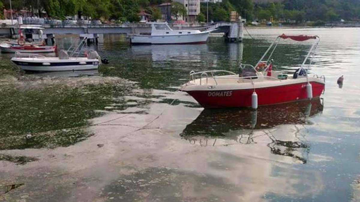 Deniz salyası Karadeniz'de