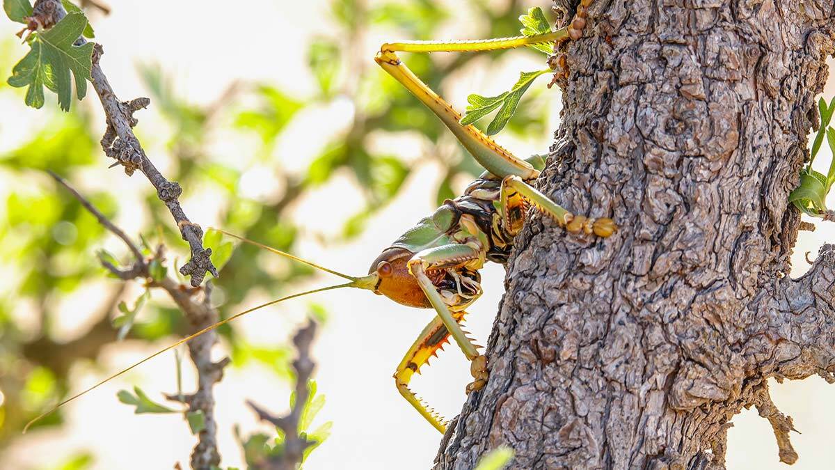 Dev çekirgeler çiftçi dostu