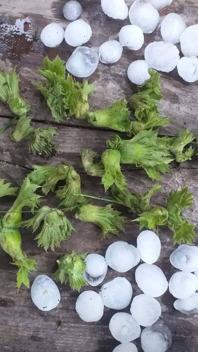 Dolunun vurduğu fındıkta yüzde 25 rekolte düşüşü