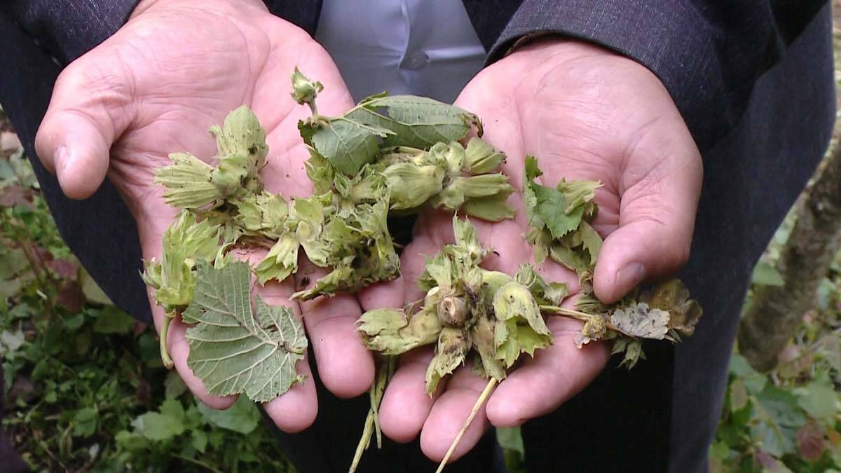 Dolunun vurduğu fındıkta yüzde 25 rekolte düşüşü