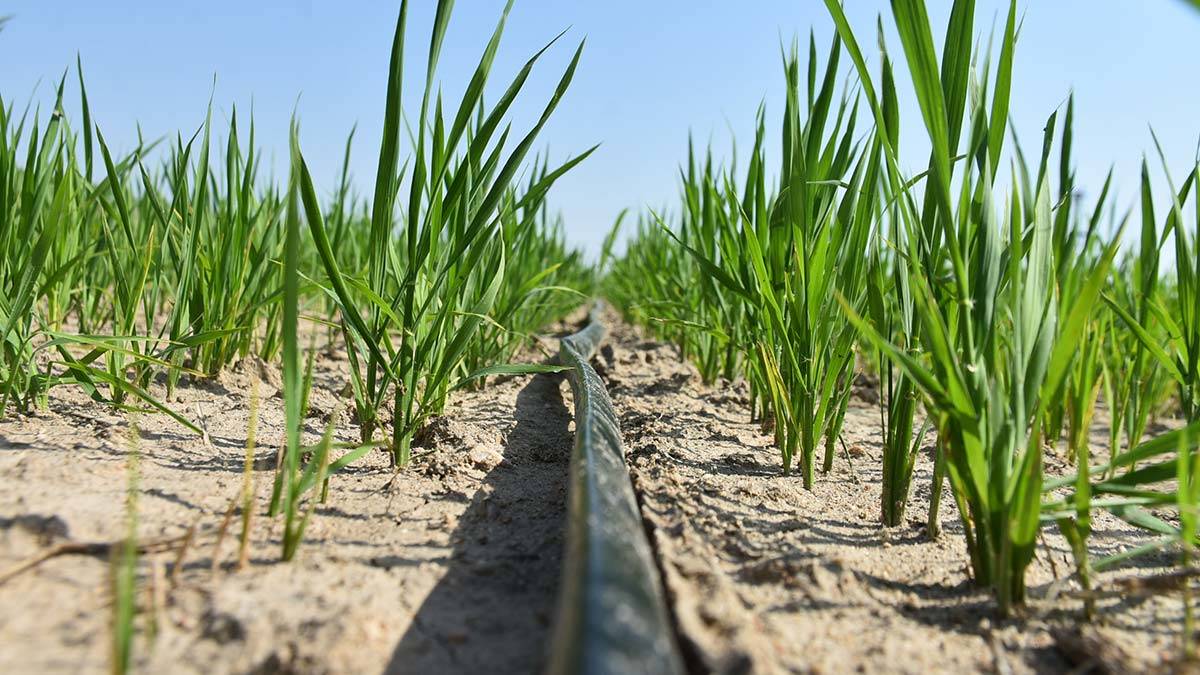 Çeltik üretiminde damla sulama yöntemi