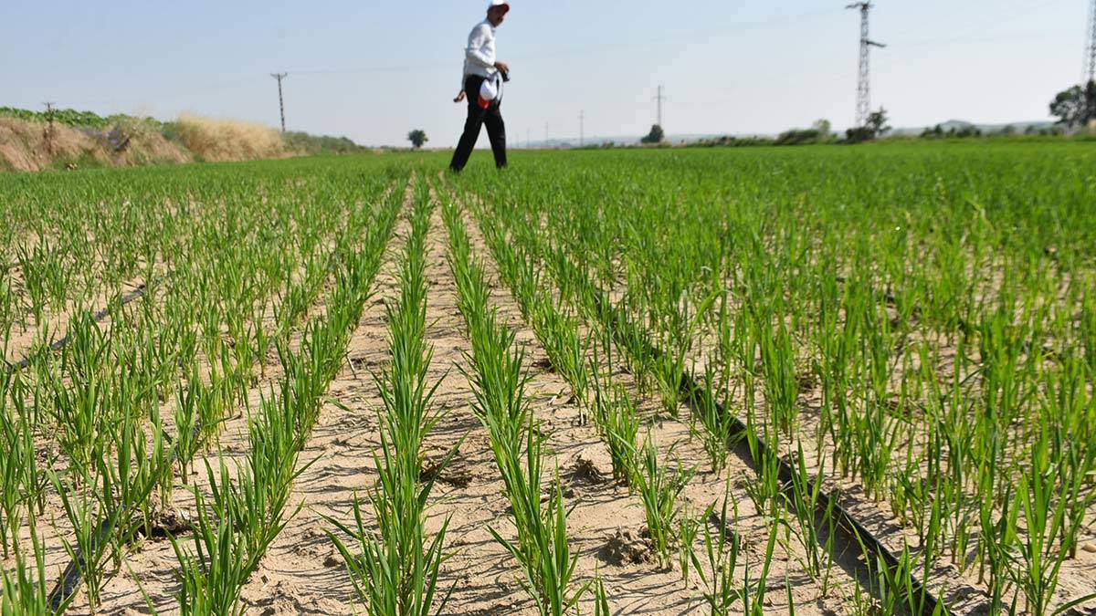 Edirne'de çeltik üretiminde damla sulama yöntemi ile girdi maliyetini düşürüp, yüzde 60 su tasarrufu sağlayarak, çeltik üretimini artırmayı hedeflediklerini söyledi.