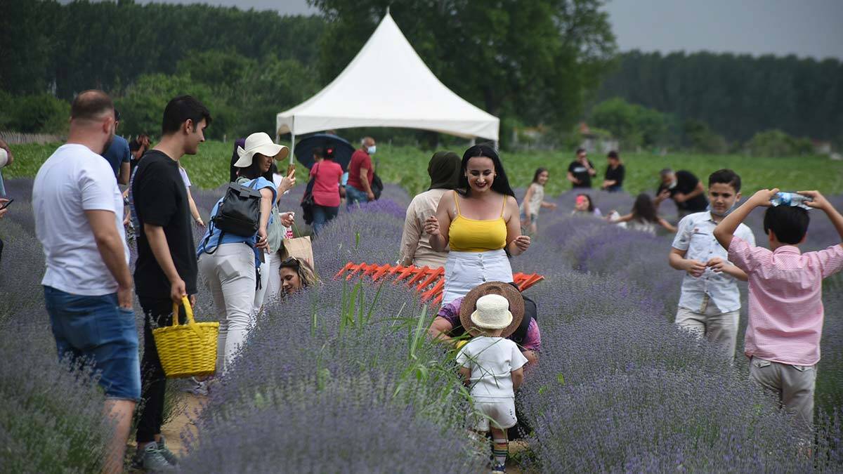Mor tarlalarda hasat mevsimi başladı