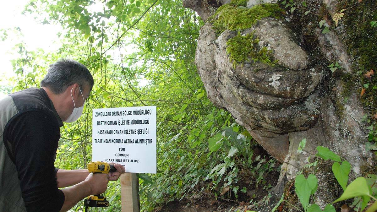 El figürlü ağaç koruma altında 