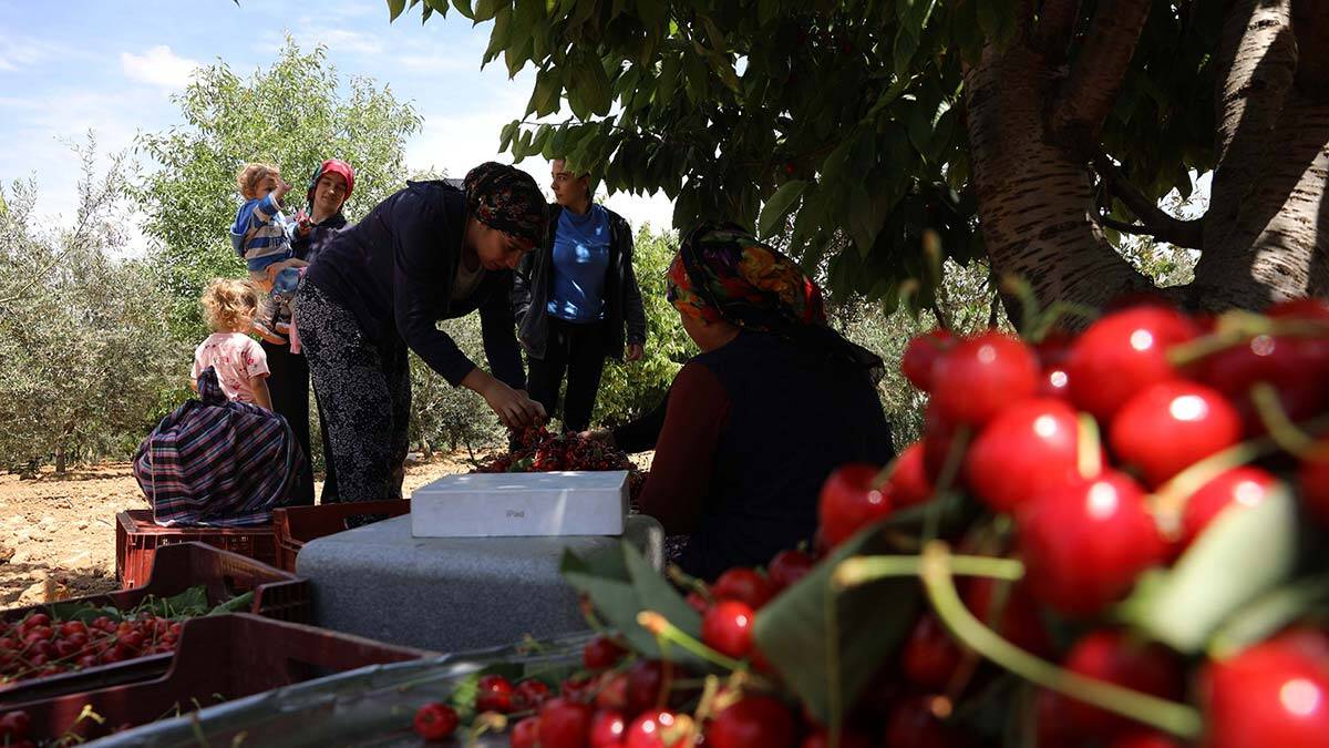 Gaziantep'te üretilen 'Ziraat 900 Napolyon' cinsi kirazın hasadına başlandı, hasadına başlanan kiraz 40 ülkeye ihraç ediliyor.