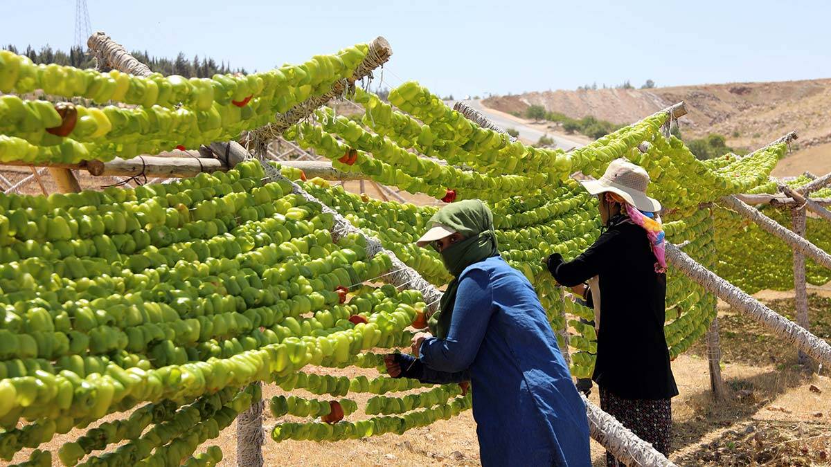 Kurutulmuş sebze sezonu başladı