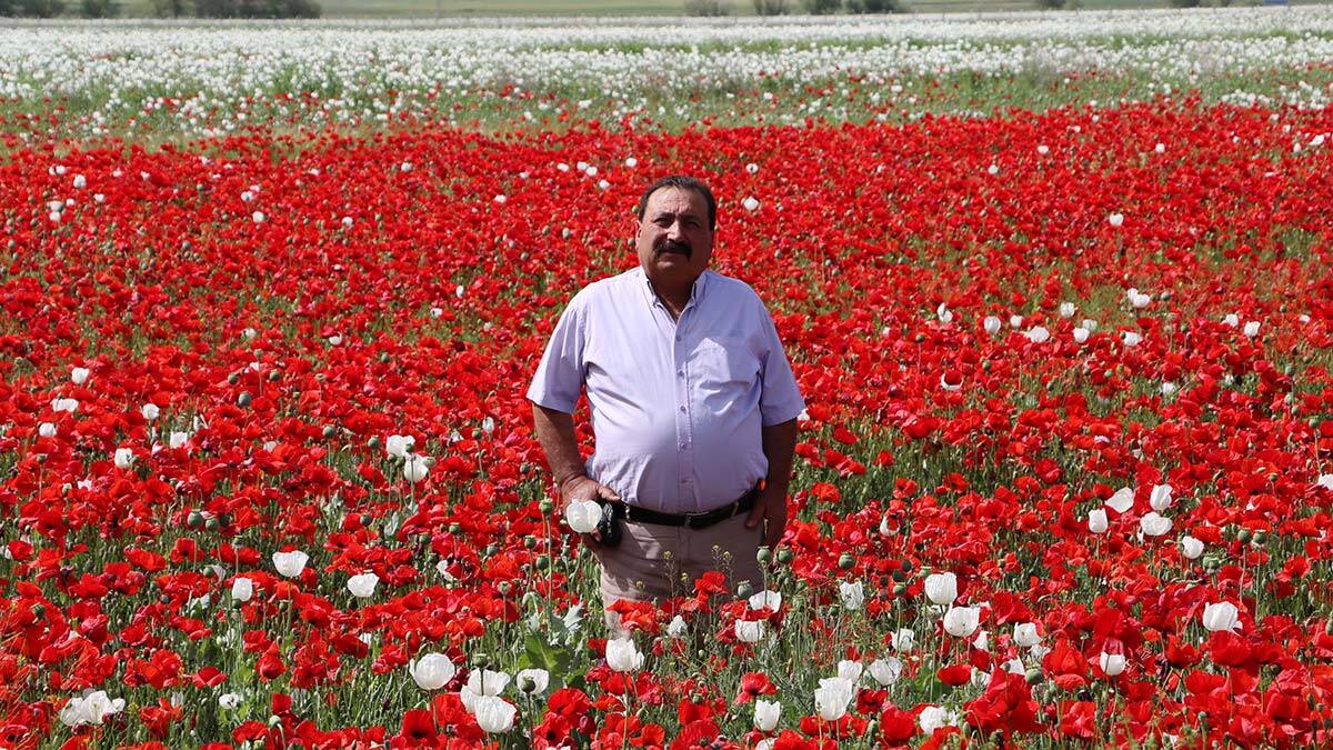 Haşhaş tarlasında gelincik güzelliği