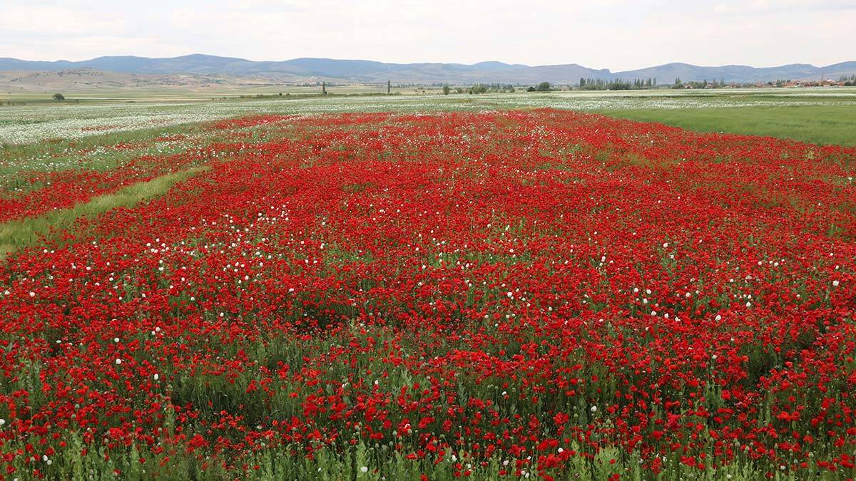 Haşhaş tarlasında gelincik güzelliği