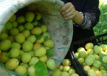 Iğdır'da kayısı hasadı başladı