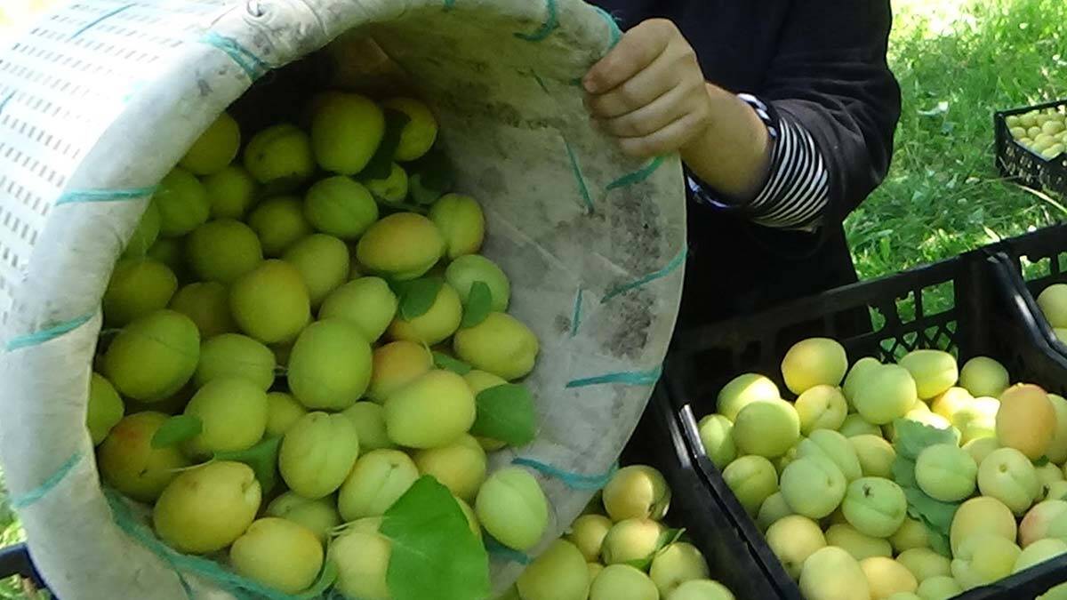 Iğdır'da kayısı hasadı başladı