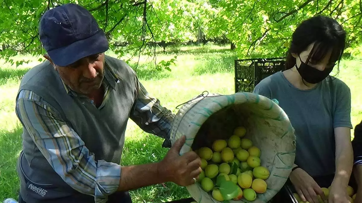 Iğdır'da kayısı hasadı başladı