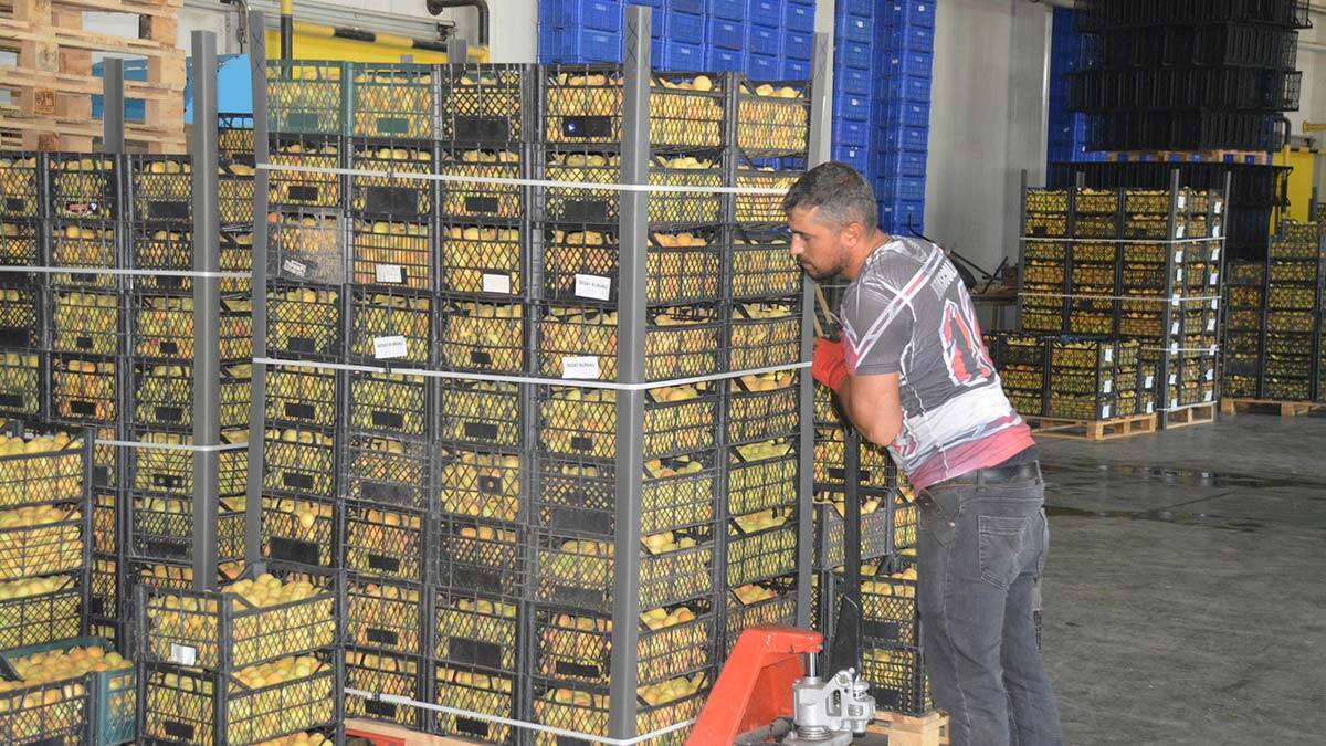 Iğdır'da ihracat dönemi başladı