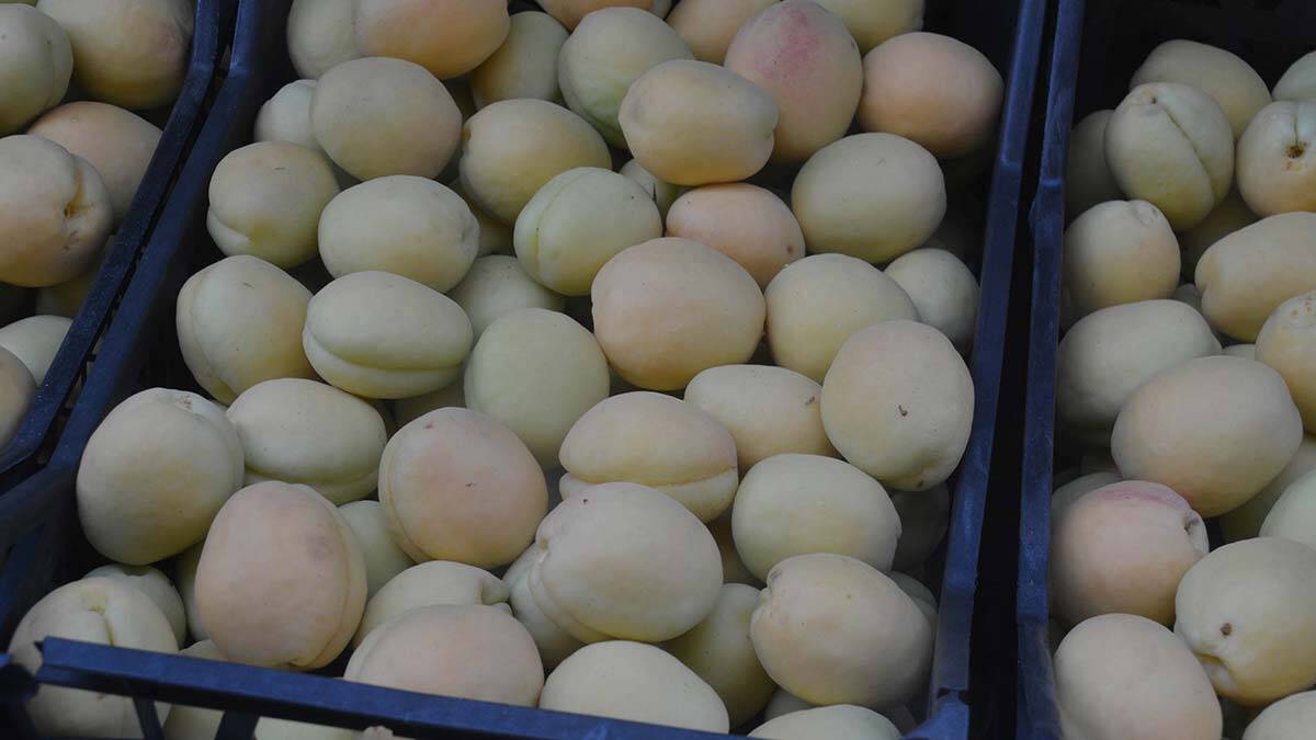 Iğdır'da ihracat dönemi başladı