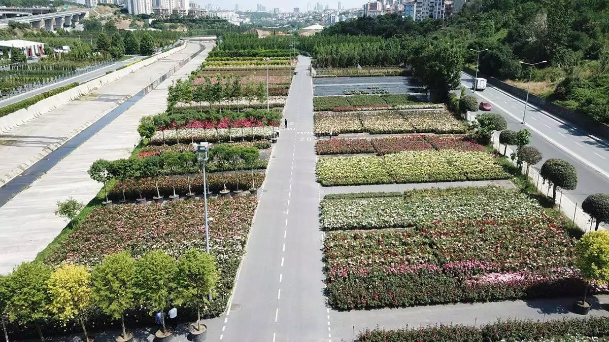 İstanbul'un parkları 1 milyon gülle renklenecek