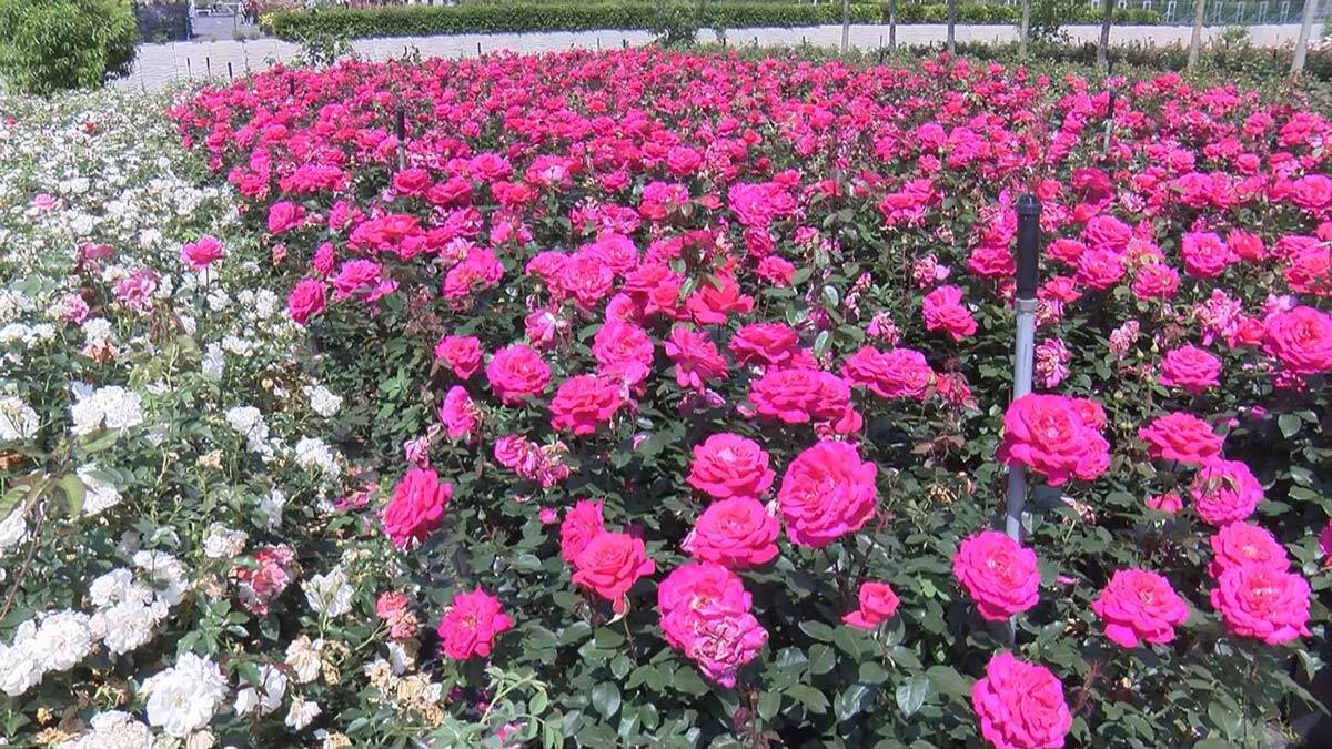 İstanbul'un parkları 1 milyon gülle renklenecek