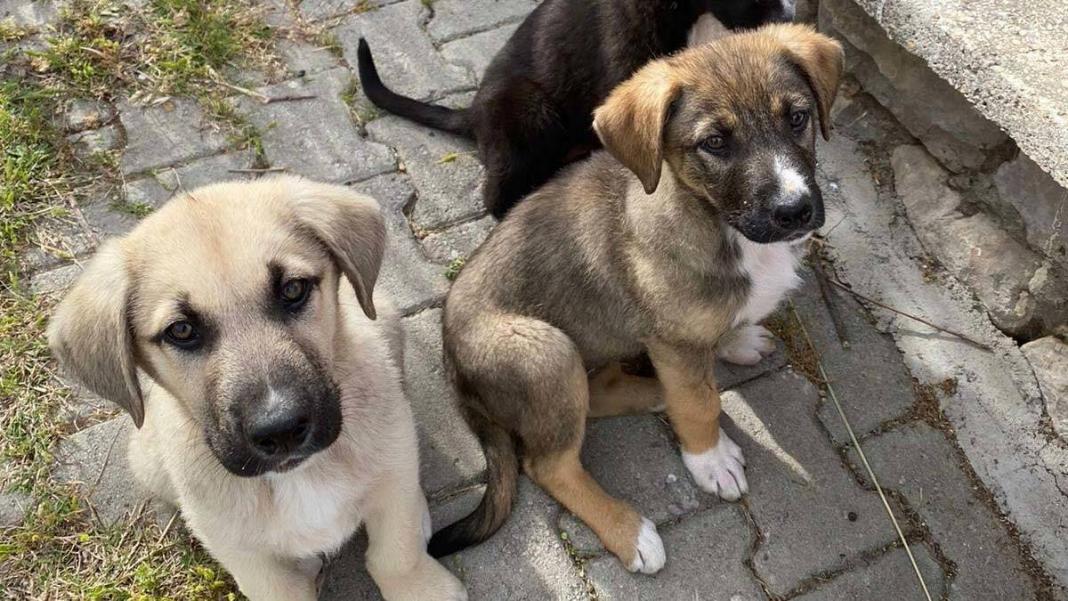 İzmir'de başı kesik köpeklerle ilgili 2 kişiye gözaltı